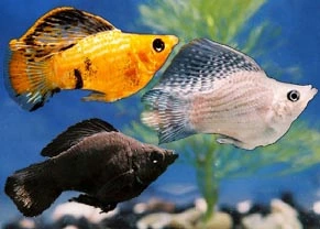 Ballon molly mix (Poecilia sp.)